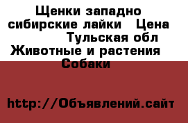 Щенки западно- сибирские лайки › Цена ­ 10 000 - Тульская обл. Животные и растения » Собаки   